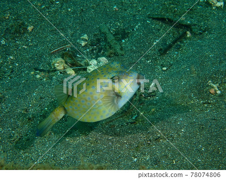 Boxfish in Osezaki 78074806