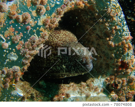Moray eel in Osezaki 78074808