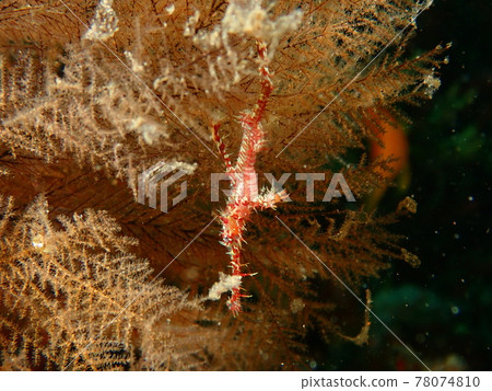 大瀨崎錦風宮 78074810