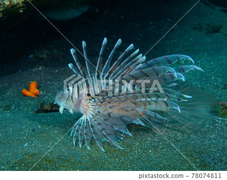 大瀨崎的Minokashigo 78074811