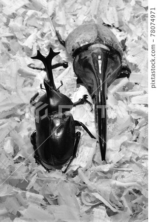 Insect battle beetle showdown 78074971