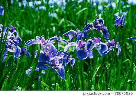 Iris Iris 78075086