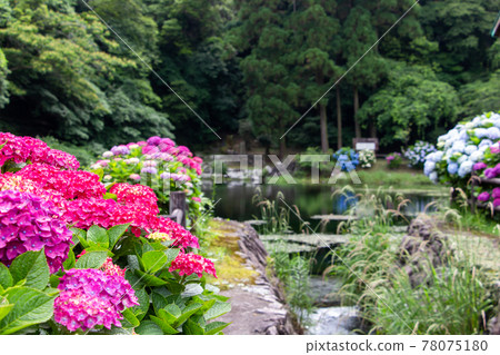 Hydrangea blooming in full bloom in the rainy season Hydrangea blooming in full bloom in the rainy season 78075180