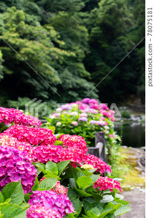 Hydrangea blooming in full bloom in the rainy season Hydrangea blooming in full bloom in the rainy season 78075181