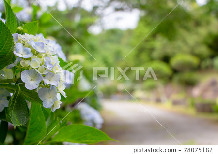 Hydrangea blooming in full bloom in the rainy season Hydrangea blooming in full bloom in the rainy season 78075182