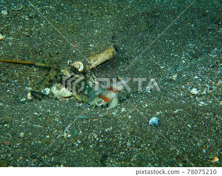 Osezaki's Nejirinbo 78075210