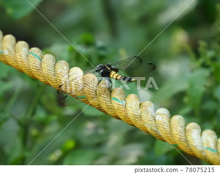 Orthetrum albisum 在山上 78075215