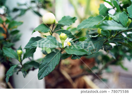 玉珊瑚 玉珊瑚 78075586