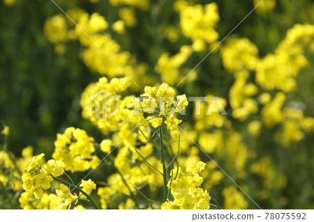 Rape field Rape field Nanohana Nanohana Rape field Rape field Nanohana Nanohana 78075592