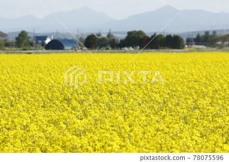 Rape field Rape field Nanohana Nanohana 78075596