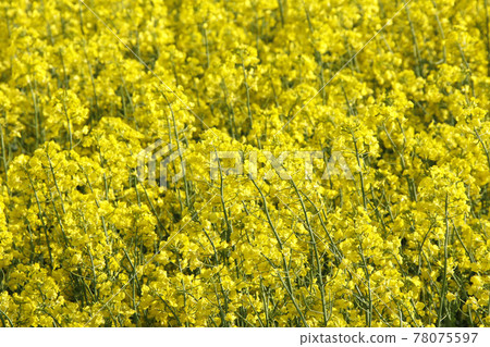 Rape field Rape field Nanohana Nanohana 78075597