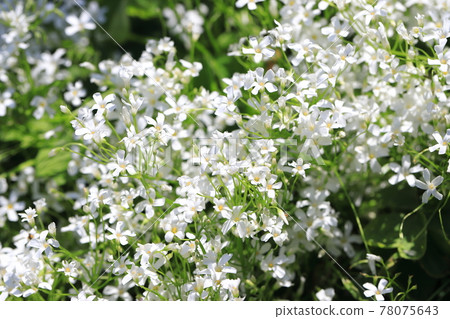 在盛開的 Imokatabami 花中的白花 在盛開的 Imokatabami 花中的白花 78075643