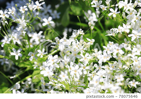 在盛開的 Imokatabami 花中的白花 78075646