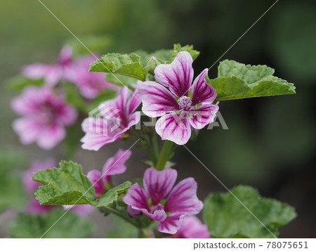 Red-purple xeniaoi 78075651