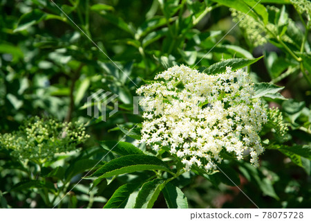 開花在春天的白花 78075728