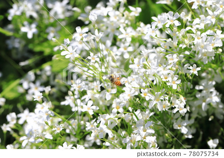 White-flowered potatoes in full bloom (Oxalis oxalis) and honeybees 78075734