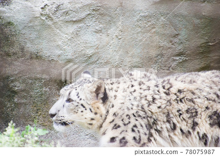 Snow leopard Snow leopard 78075987
