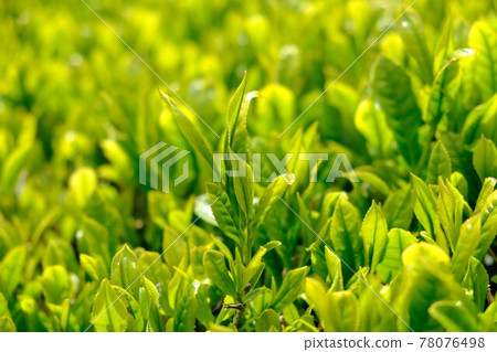 New tea 78076498