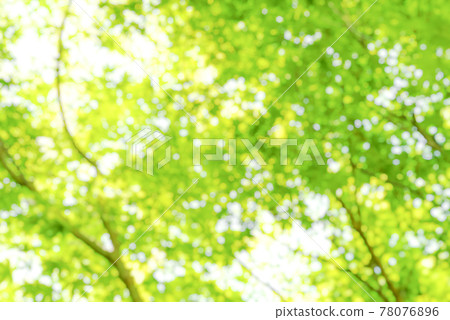 Fresh green background image blur Kanagawa Prefecture Fresh green background image blur Kanagawa Prefecture 78076896
