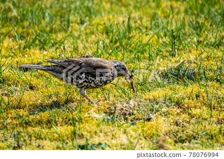 Song thrush catching leather jacket grubs from the meadow, turdus philomelos Song thrush catching leather jacket grubs from the meadow, turdus philomelos 78076994