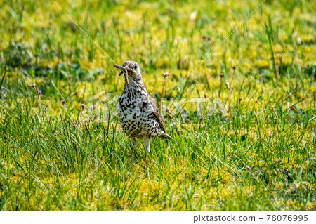 Song thrush catching leather jacket grubs from the meadow, turdus philomelos 78076995