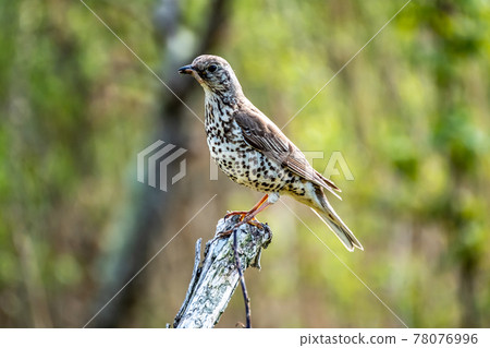 Song thrush catching leather jacket grubs from the meadow, turdus philomelos 78076996
