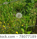 Dandelion 78077189