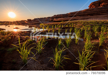.Traditional rice field at Sam Pan Bok Grand Canyon, Ubon Ratchathani, Thailand .Traditional rice field at Sam Pan Bok Grand Canyon, Ubon Ratchathani, Thailand 78078096