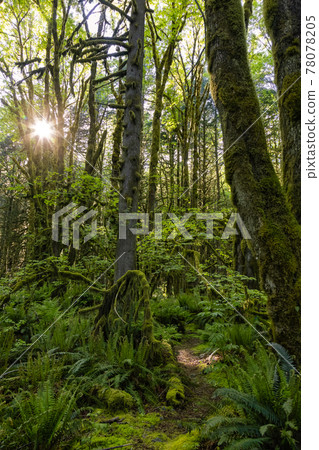 Canadian Rain Forest. Beautiful View of Fresh Green Trees Canadian Rain Forest. Beautiful View of Fresh Green Trees 78078205