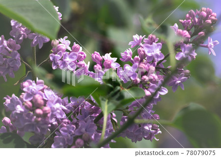 Blooming purple lilac flowers. 78079075