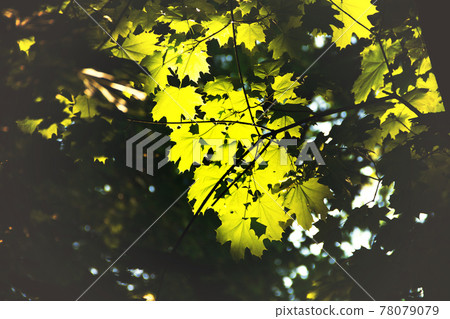 Oak tree leaves close up. Oak tree leaves close up. 78079079