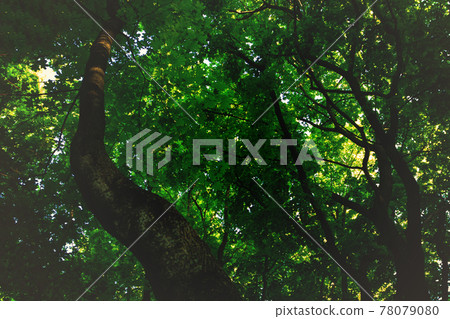 Crooked oak tree trunk in the forest. Crooked oak tree trunk in the forest. 78079080