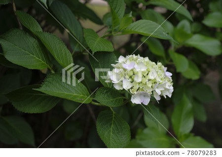 Hydrangea Hydrangea 78079283
