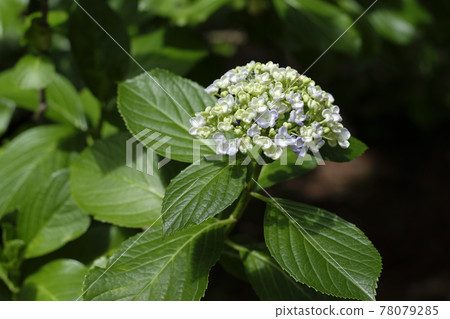Hydrangea Hydrangea 78079285