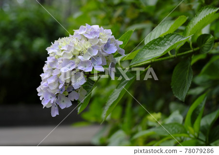 Hydrangea Hydrangea 78079286