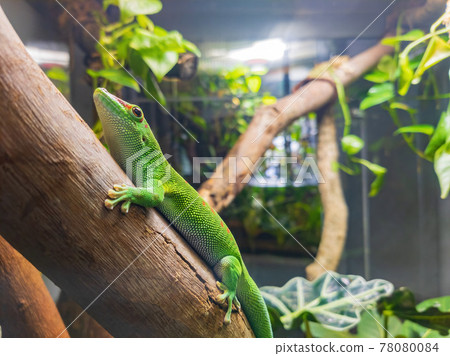 Close up shot of a Phelsuma grandis resting on trunk 78080084