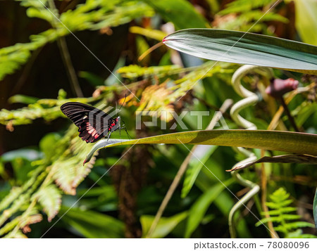 Close up shot of Papilio anchisiades butterfly resting on a leaf Close up shot of Papilio anchisiades butterfly resting on a leaf 78080096