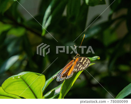 Close up shot of Heliconius hecale butterfly resting on a leaf 78080099