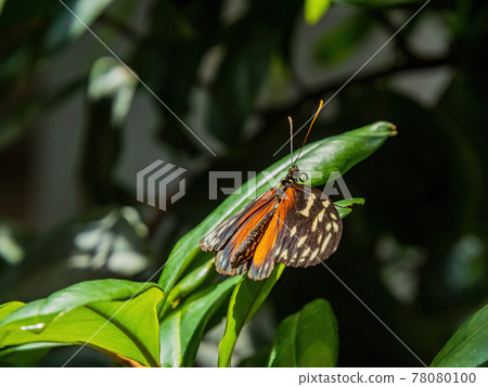 Close up shot of Heliconius hecale butterfly resting on a leaf 78080100