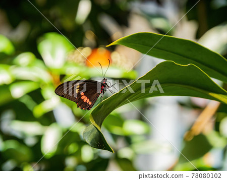 Close up shot of Papilio anchisiades butterfly resting on a leaf Close up shot of Papilio anchisiades butterfly resting on a leaf 78080102
