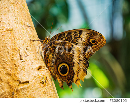 Close up shot of Owl butterfly resting on tree trunk Close up shot of Owl butterfly resting on tree trunk 78080103
