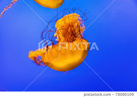 Close up shot of beautiful Chrysaora quinquecirrha swimming Close up shot of beautiful Chrysaora quinquecirrha swimming 78080109