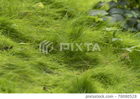 Unkempt law. Wild grass with fallen leaves. Natural background. Ecology concept. Unkempt law. Wild grass with fallen leaves. Natural background. Ecology concept. 78080528