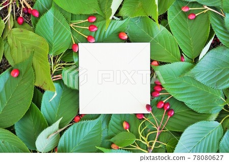 A mockup of square white cards placed on the paved Yoshino cherry leaves and fruits 78080627