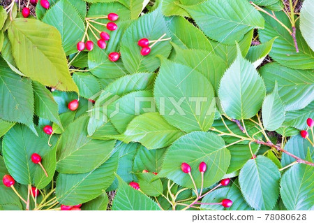 The leaves and fruits of the Yoshino cherry tree in early summer 78080628