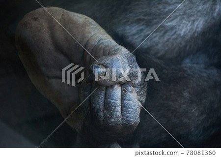 Hand of a human who is not human Hand of a human who is not human 78081360