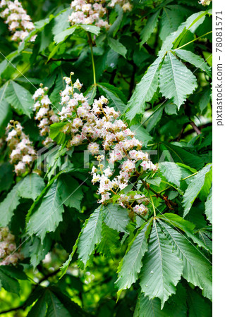Blooming branch of chestnut after rain on a spring day. Blooming branch of chestnut after rain on a spring day. 78081571