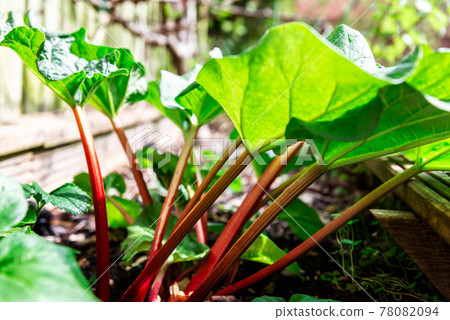 Rhubarb growing in the garden during spring Rhubarb growing in the garden during spring 78082094