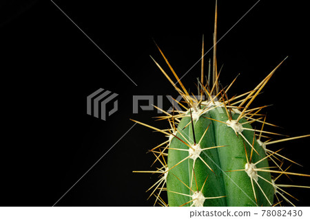 Macro photo of green cactus with spines 78082430