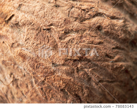 Macrophotography texture of coconut fruit. 78083143